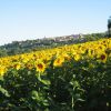 Sonnenblumen vor Lecture